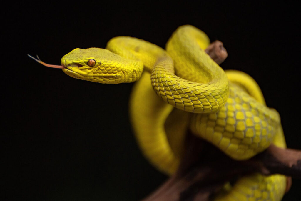 vipera gialla serpente