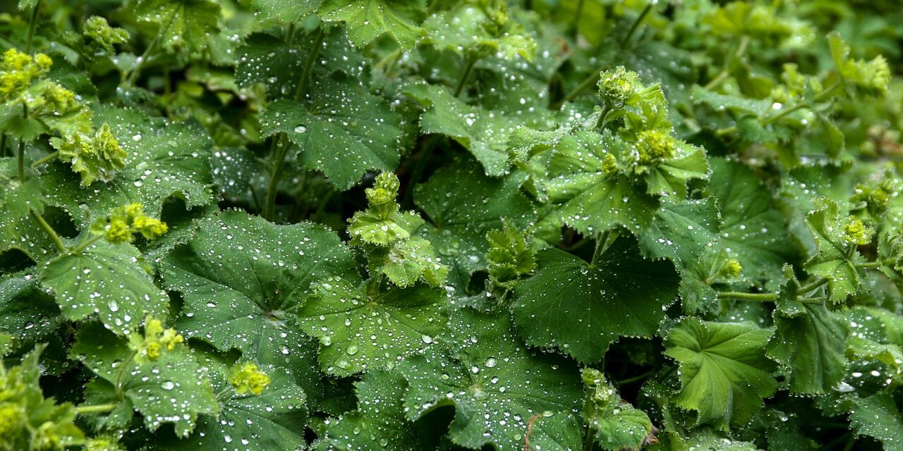 ALCHEMILLA VULGARIS