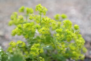 alchemilla vulgaris 10 benefici foto1