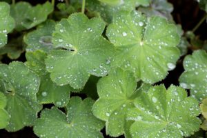 alchemilla vulgaris 10 benefici foto2