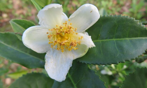 CAMELLIA SINENSIS