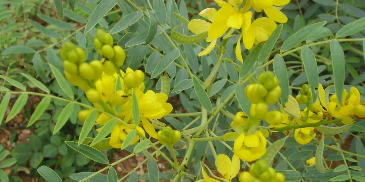 CASSIA ANGUSTIFOLIA