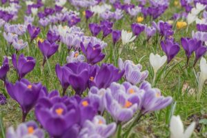 crocus sativus zafferano proprieta usi foto1