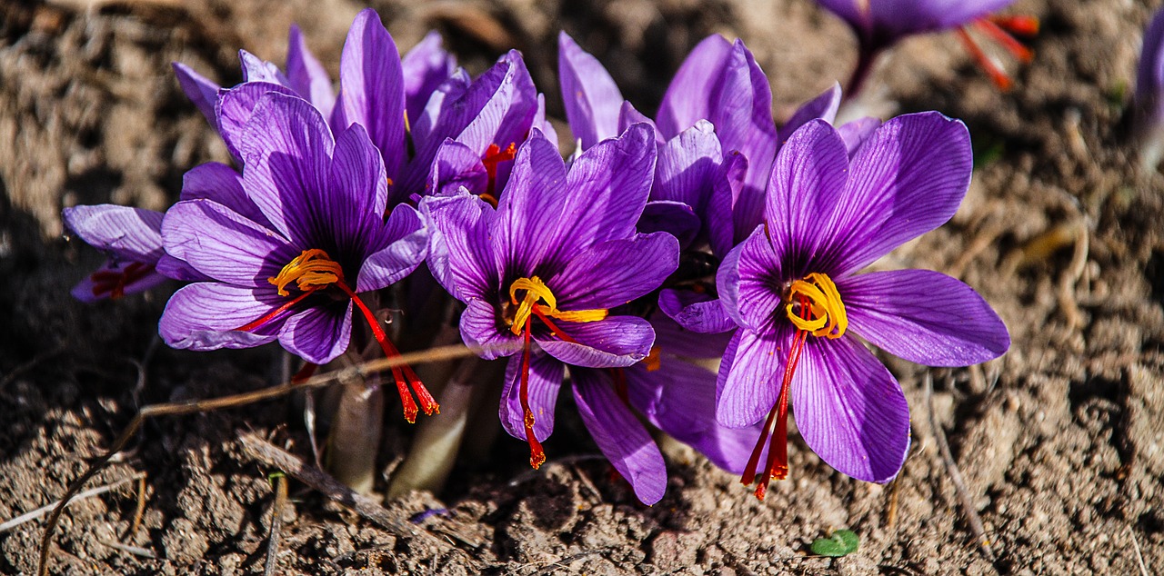 CROCUS SATIVUS