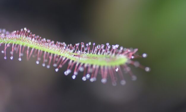 LA DROSERA