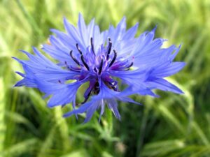 fiordaliso centaurea cyanus benefici foto1