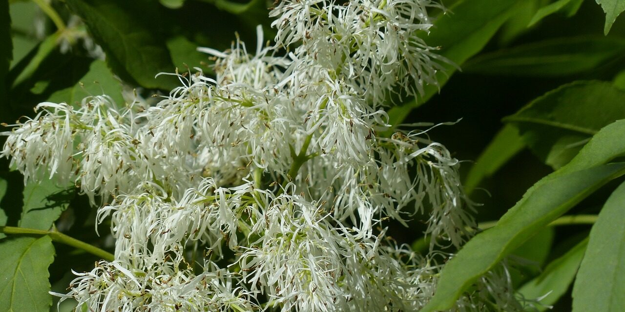 FRAXINUS ORNUS