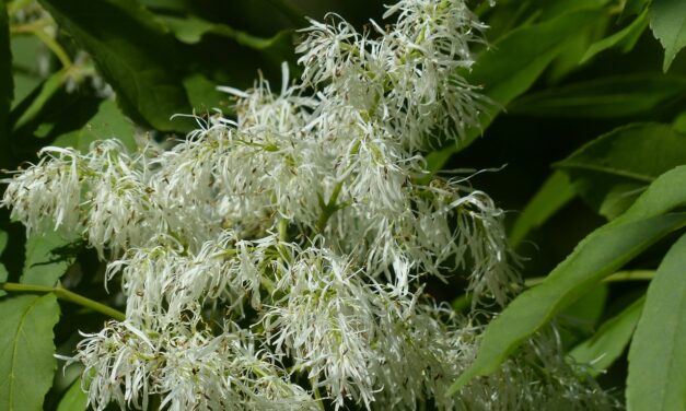 FRAXINUS ORNUS