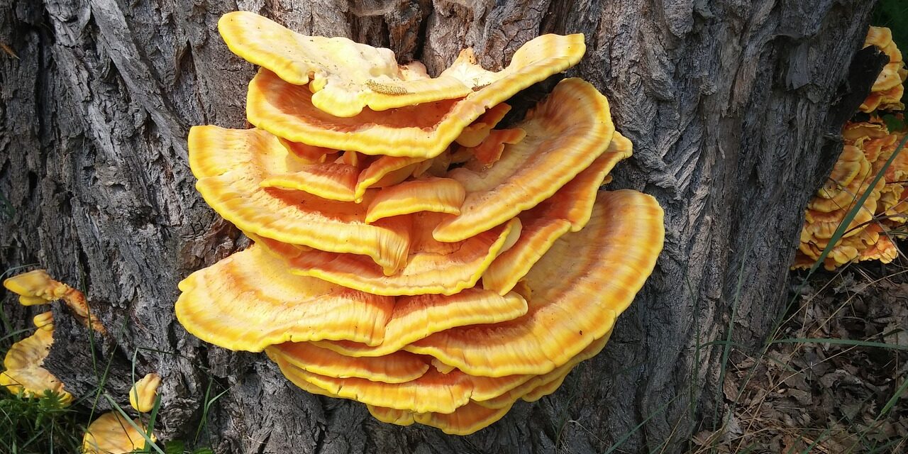 FUNGO REISHI