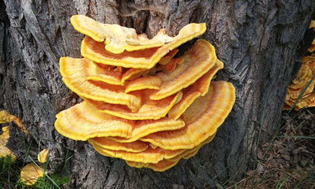 FUNGO REISHI