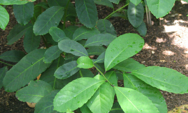 ILEX PARAGUARIENSIS