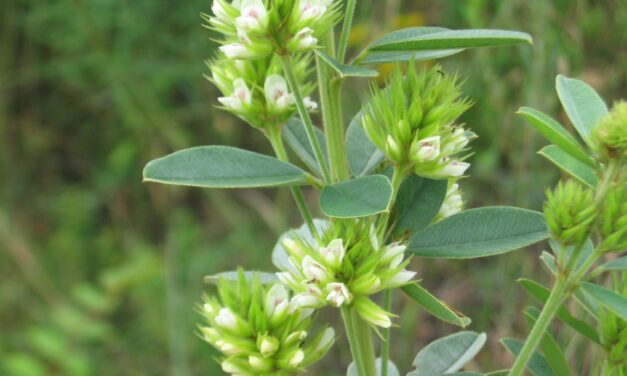 LESPEDEZA CAPITATA