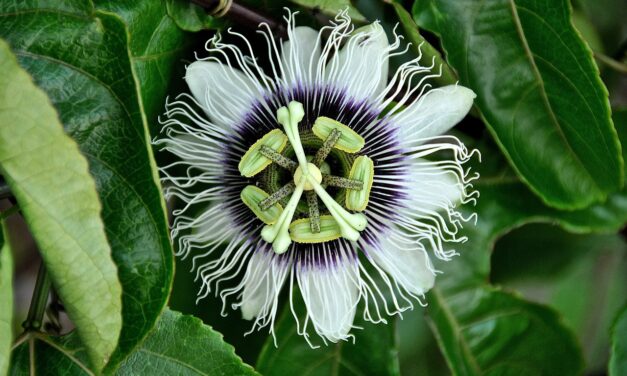 PASSIFLORA INCARNATA