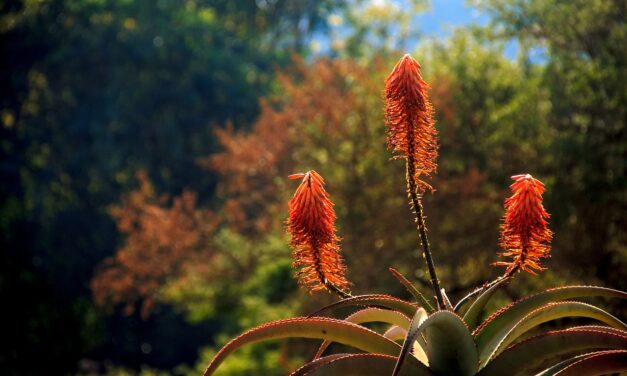 PROPRIETÀ DELLE PIANTE DI ALOE ARBORESCENS