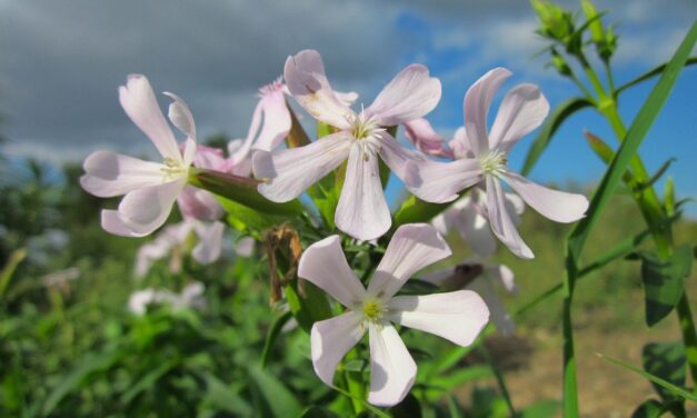 SAPONARIA