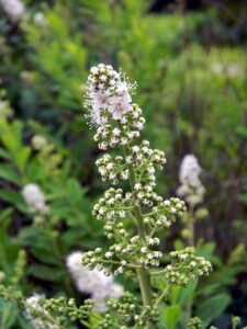 spirea ulmaria olmaria foto1