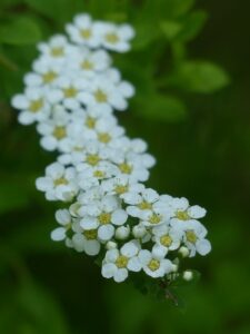 spirea ulmaria olmaria foto2