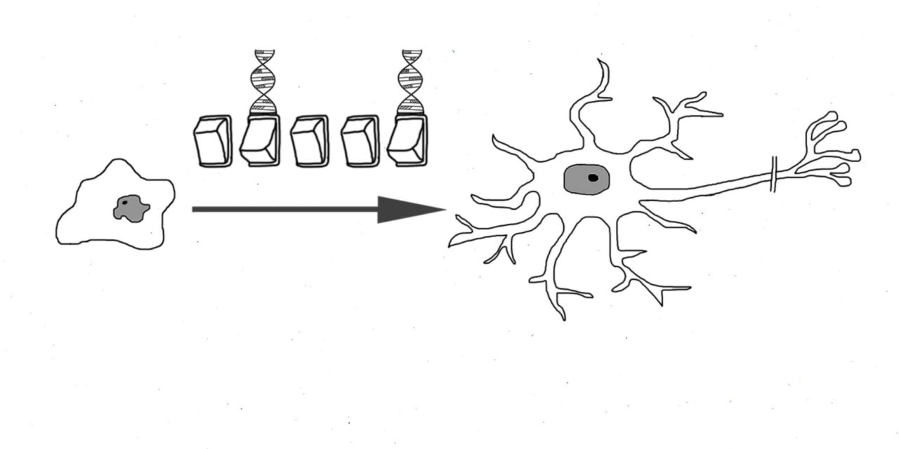 TRATTAMENTO CELLULE STAMINALI