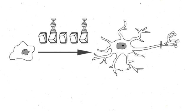 TRATTAMENTO CELLULE STAMINALI