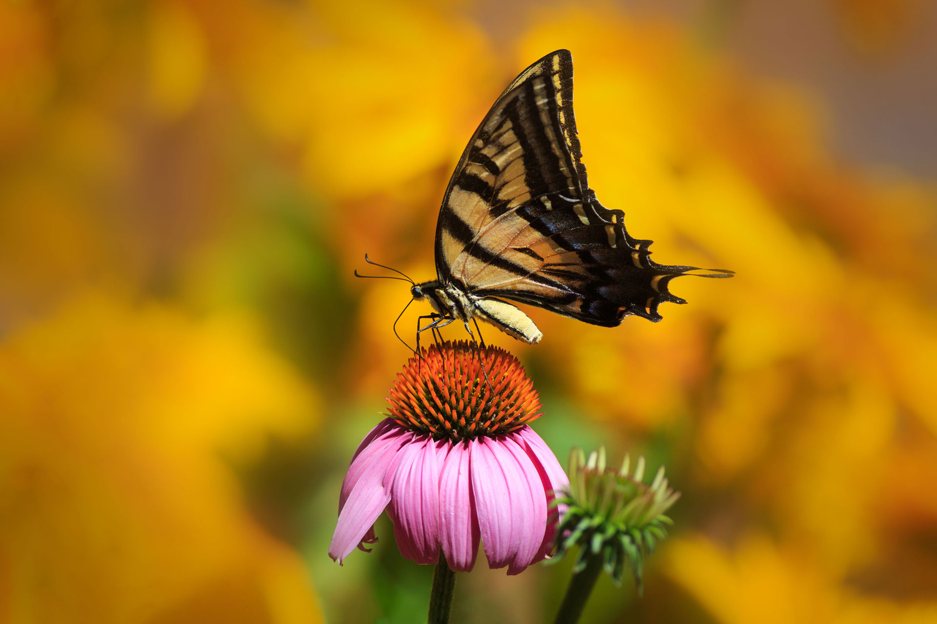 echinacea in natura