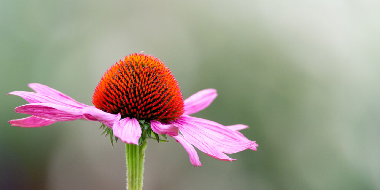 Echinacea: la Pianta Fondamentale per il nostro Benessere