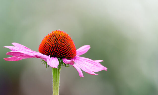 Echinacea: la Pianta Fondamentale per il nostro Benessere