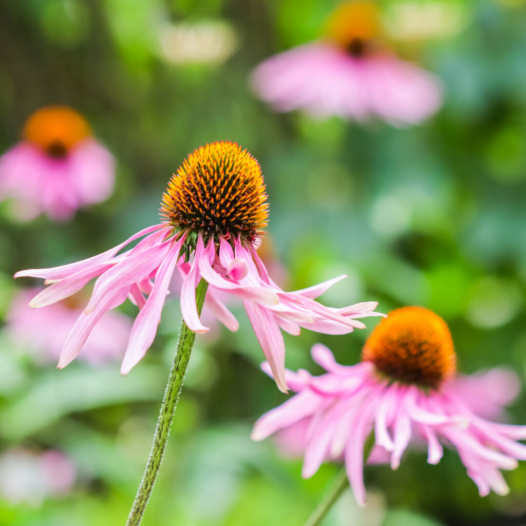 echinacea pianta