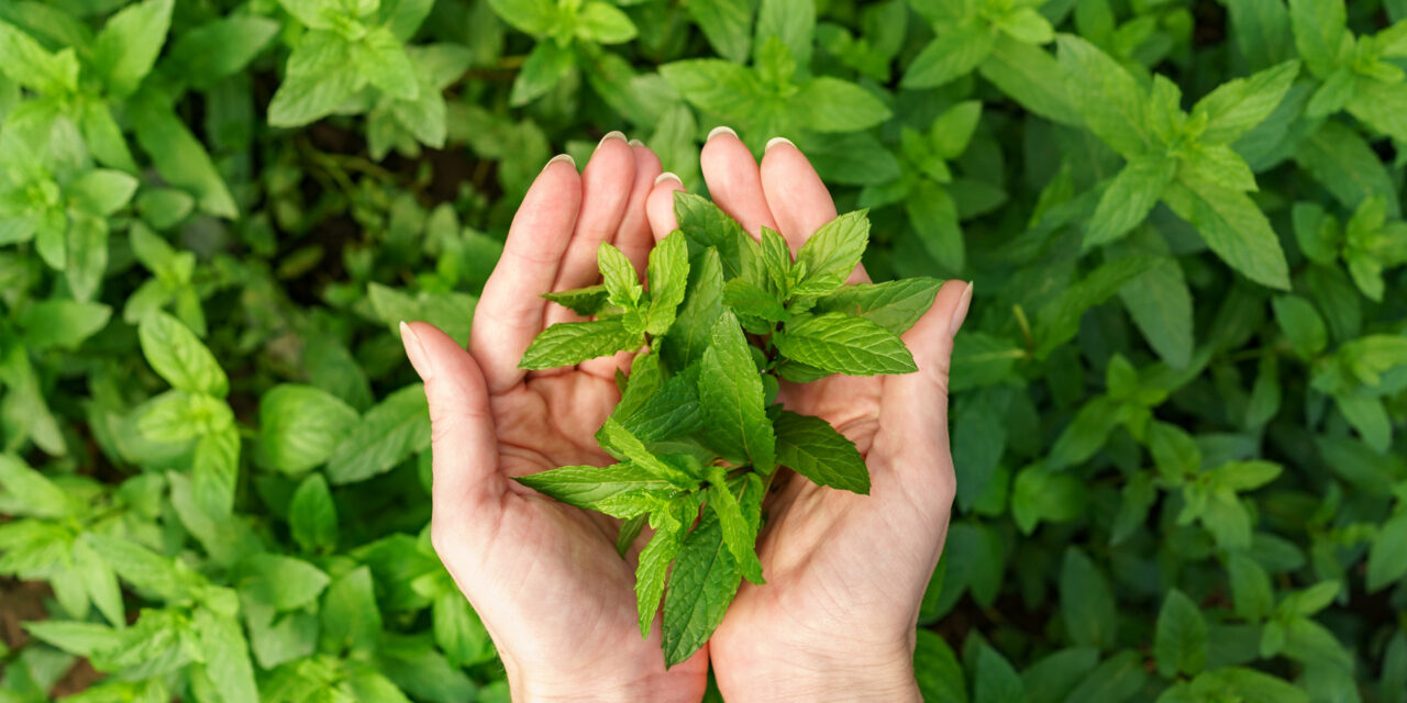 Benefici della Menta per il corpo