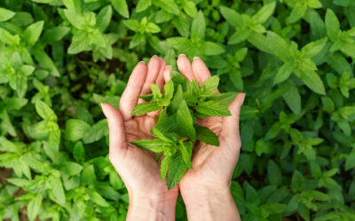 Benefici della Menta per il corpo