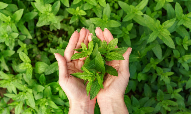 Benefici della Menta per il corpo